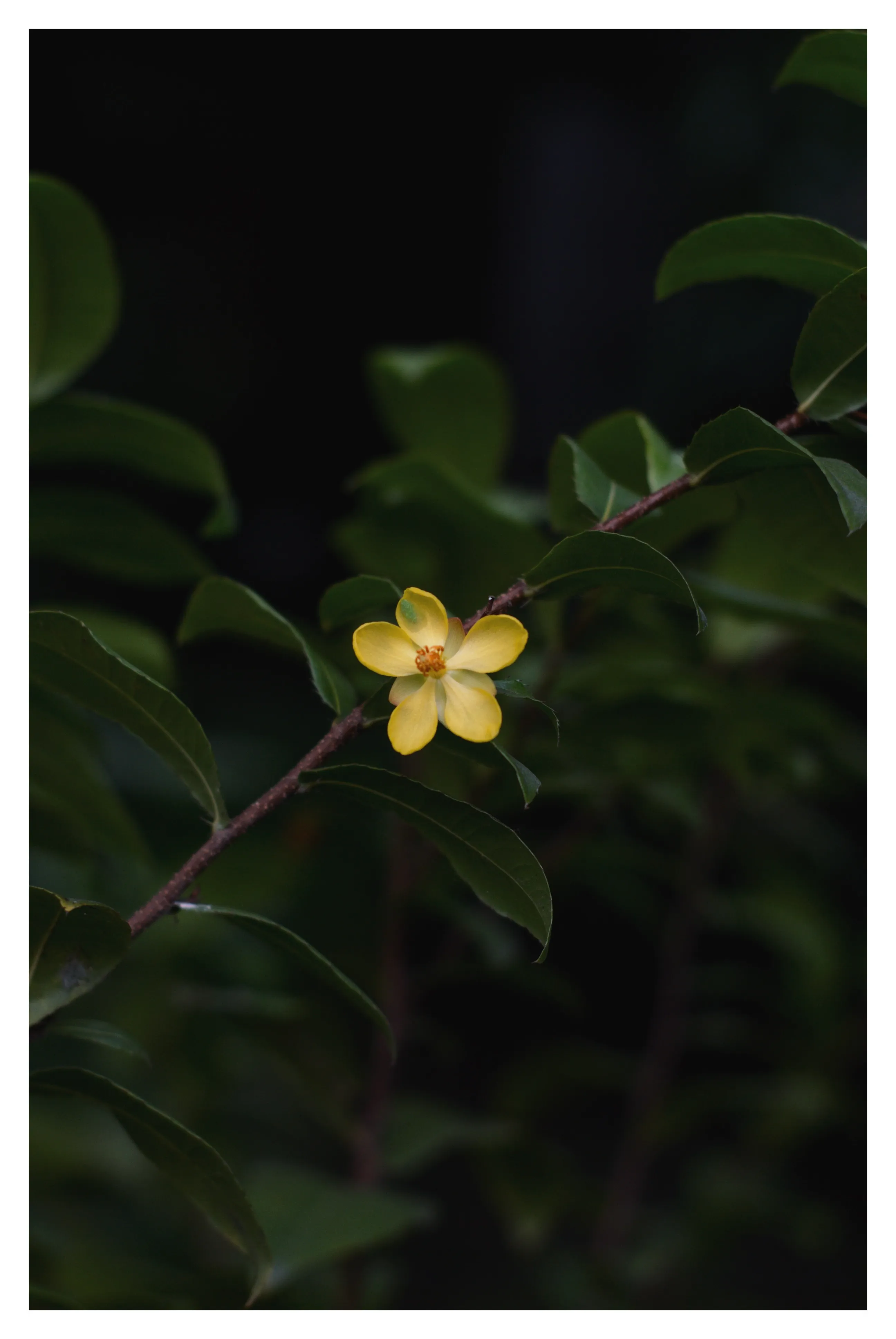 Beautiful flower