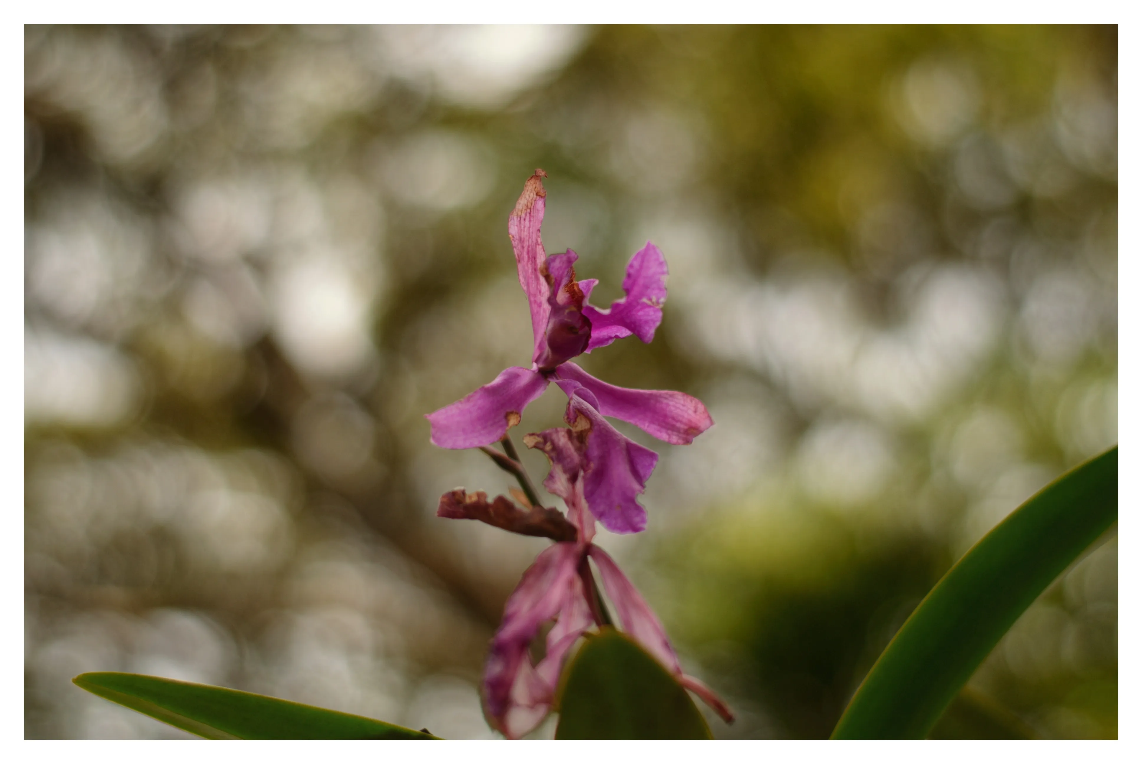 Orchid
